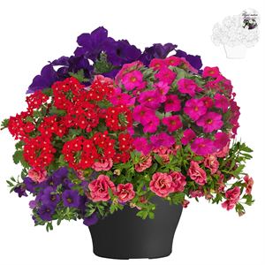 Afbeelding van TP26 Super Mix 5